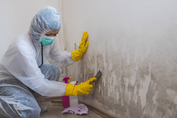 Best Certified Mold Removal  in Princeton, KY
