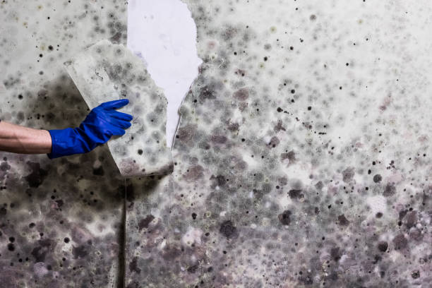 Reliable Princeton, KY Mold Removal Solutions