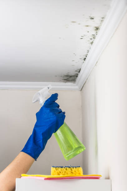 Certified Mold Removal in Princeton, KY