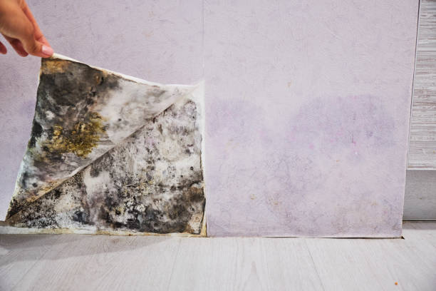 Best Mold Removal Company Near Me  in Princeton, KY
